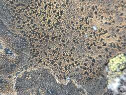 Image of sporastatia lichen