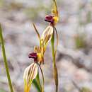 Image of Stumpy spider orchid