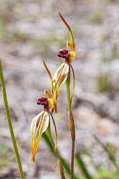 Image of Stumpy spider orchid