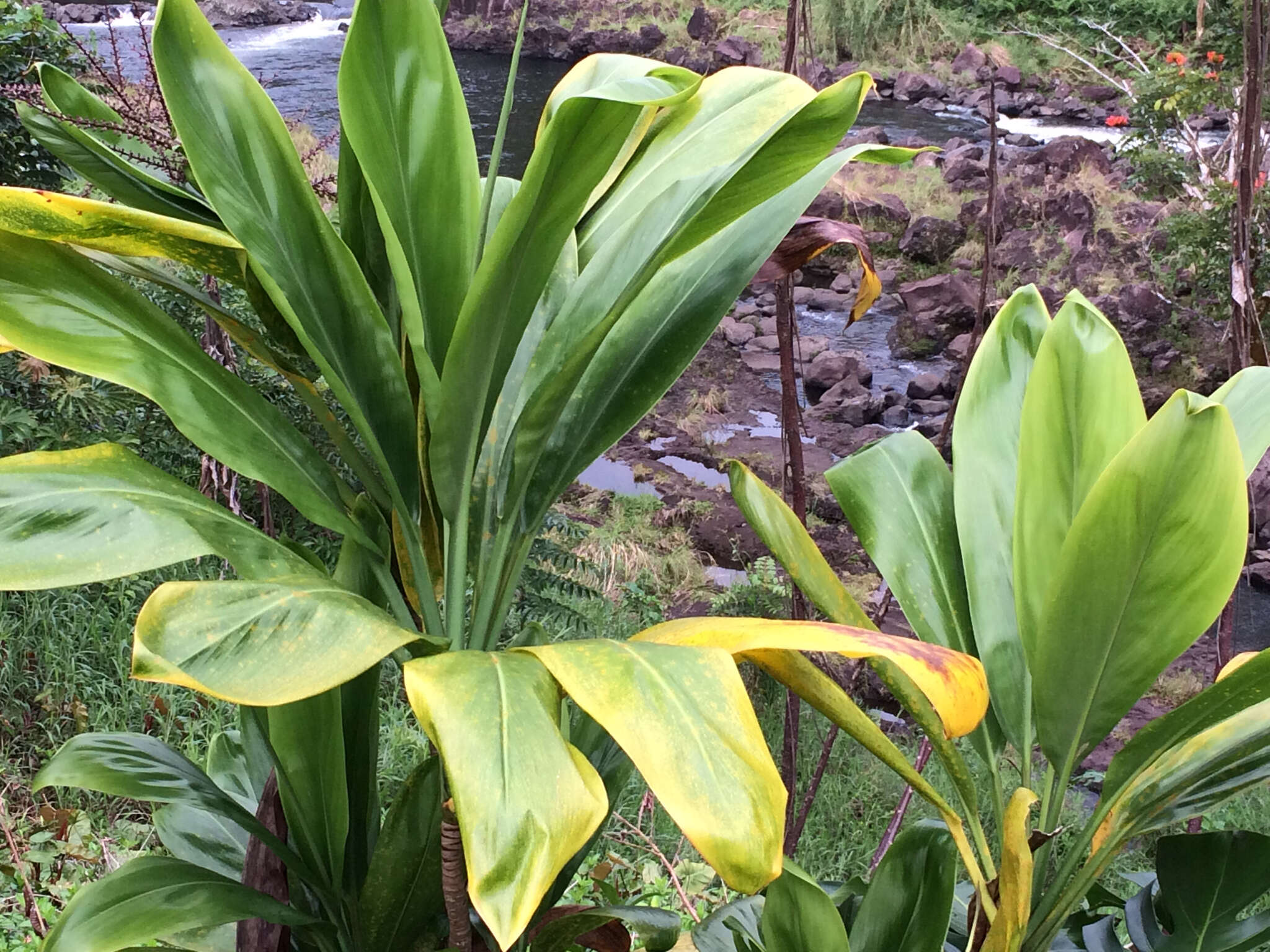 Imagem de Cordyline fruticosa (L.) A. Chev.