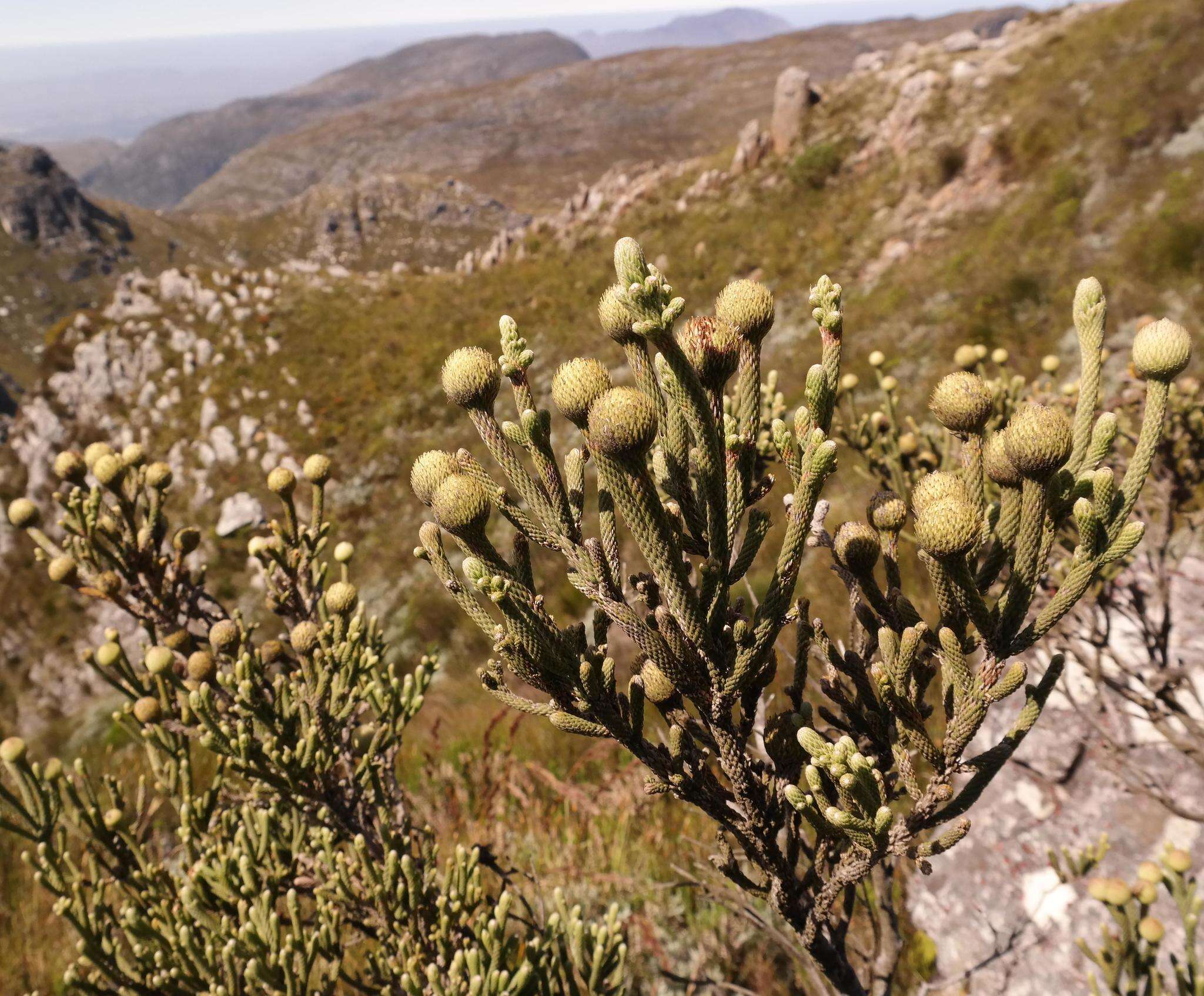 Image of Brunia sphaerocephala (Sond.) A. V. Hall