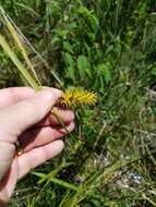 Image of shallow sedge