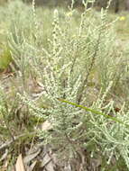 Image of woolly daisy-bush