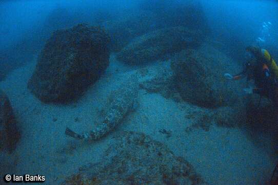 Image of Dusky Flathead