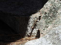 Image of Southern Sagebrush Lizard