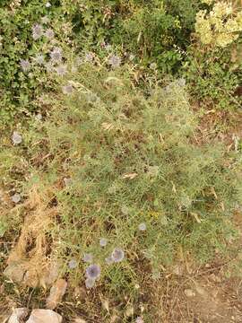 Image of Echinops bovei Boiss.