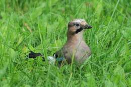 Image of Garrulus glandarius glandarius (Linnaeus 1758)