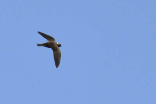 Image of White-naped Swift