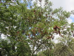 Imagem de Albizia amara subsp. sericocephala (Benth.) Brenan