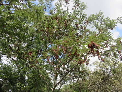 Imagem de Albizia amara subsp. sericocephala (Benth.) Brenan