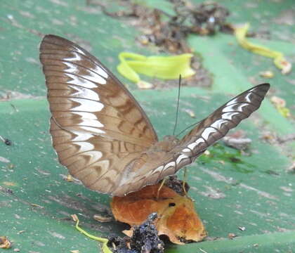 Image of Malay Viscount