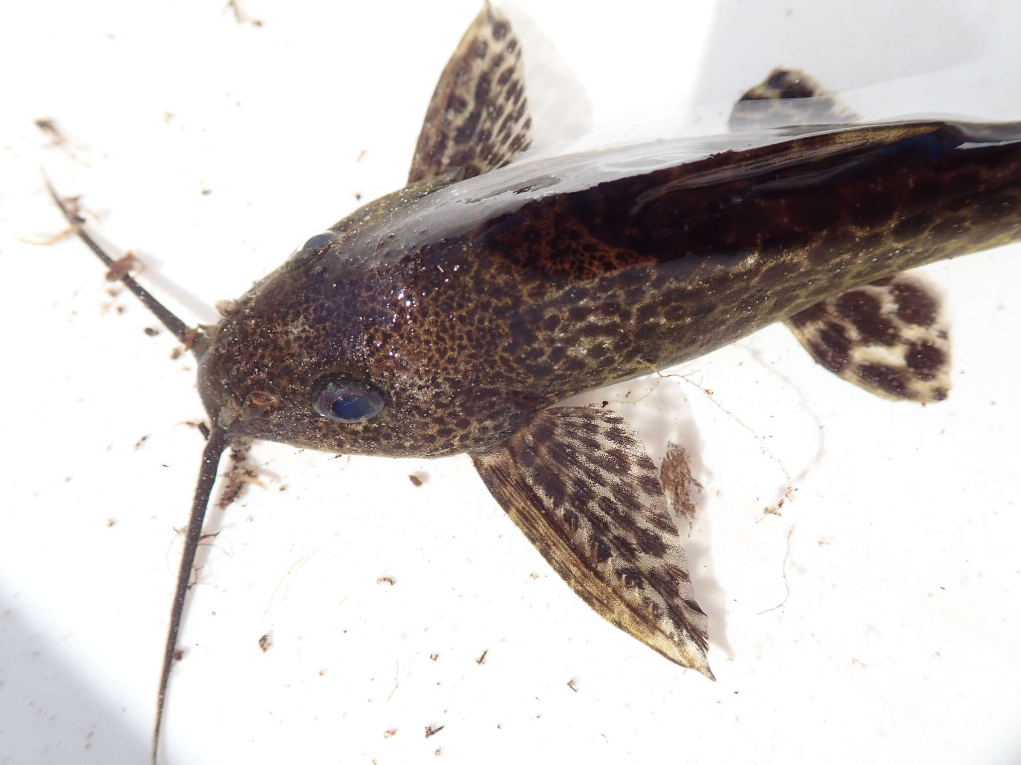 Image of Largemouth squeaker