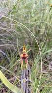 Imagem de Caladenia actensis D. L. Jones & M. A. Clem.