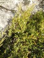 Plancia ëd Juniperus pseudosabina Fisch. & C. A. Mey.