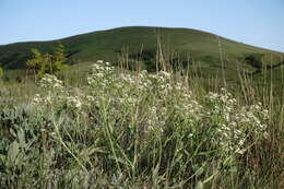 Image of Crambe tataria Sebeók