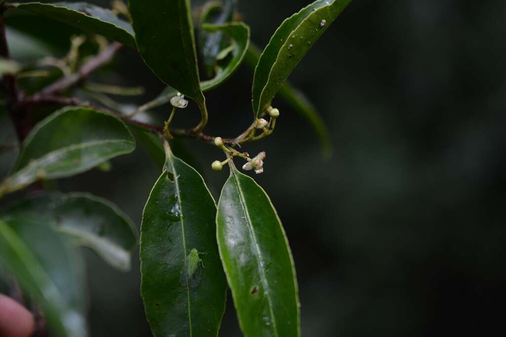 Image of Monteverdia chiapensis (Lundell) Biral