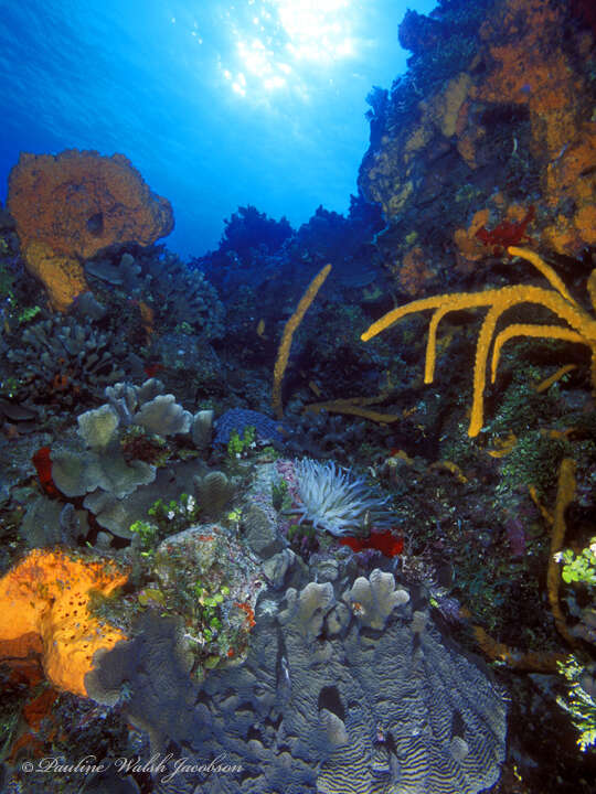 Image of orange elephant ear sponge