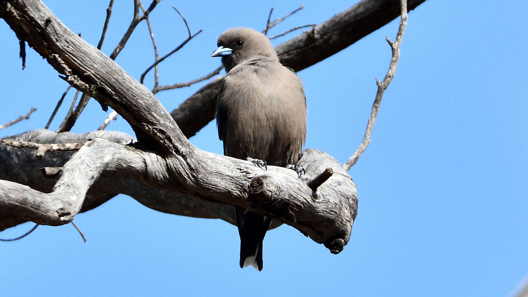 Image of Dusky Woodswallow