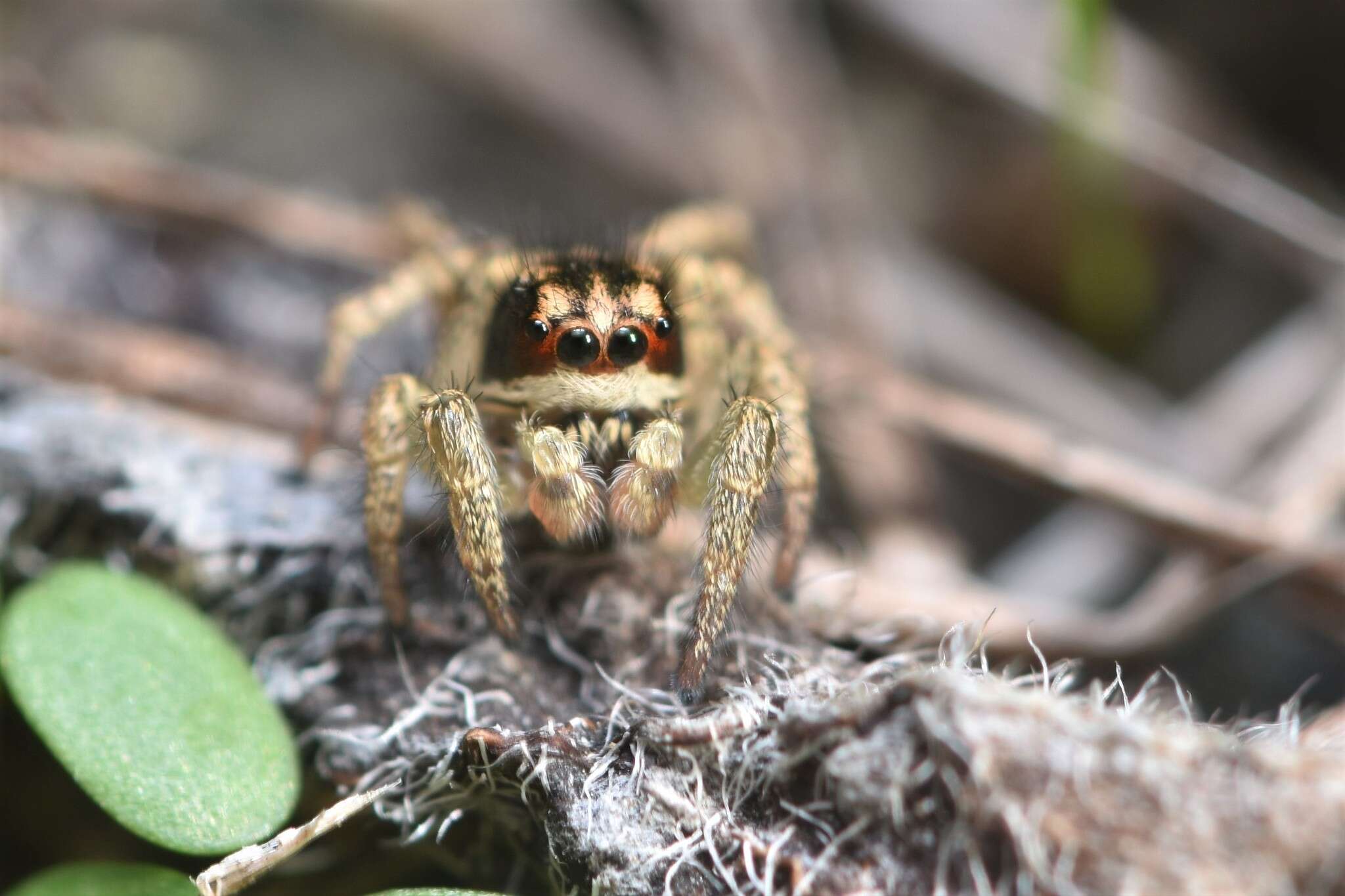 Image of Habronattus ophrys Griswold 1987