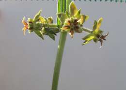 صورة Miraglossum pulchellum (Schltr.) F. K. Kupicha