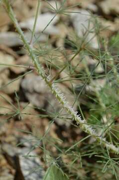 Image of Coalisina angustifolia (Forsk.) Rafin.