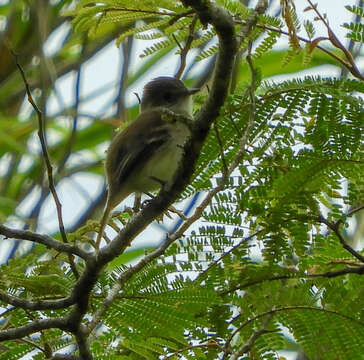 Image of White-throated Flycatcher