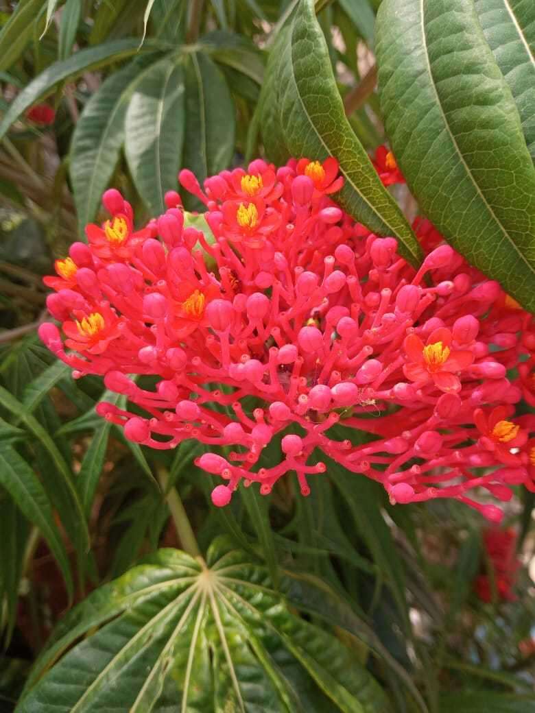 Plancia ëd Jatropha multifida L.