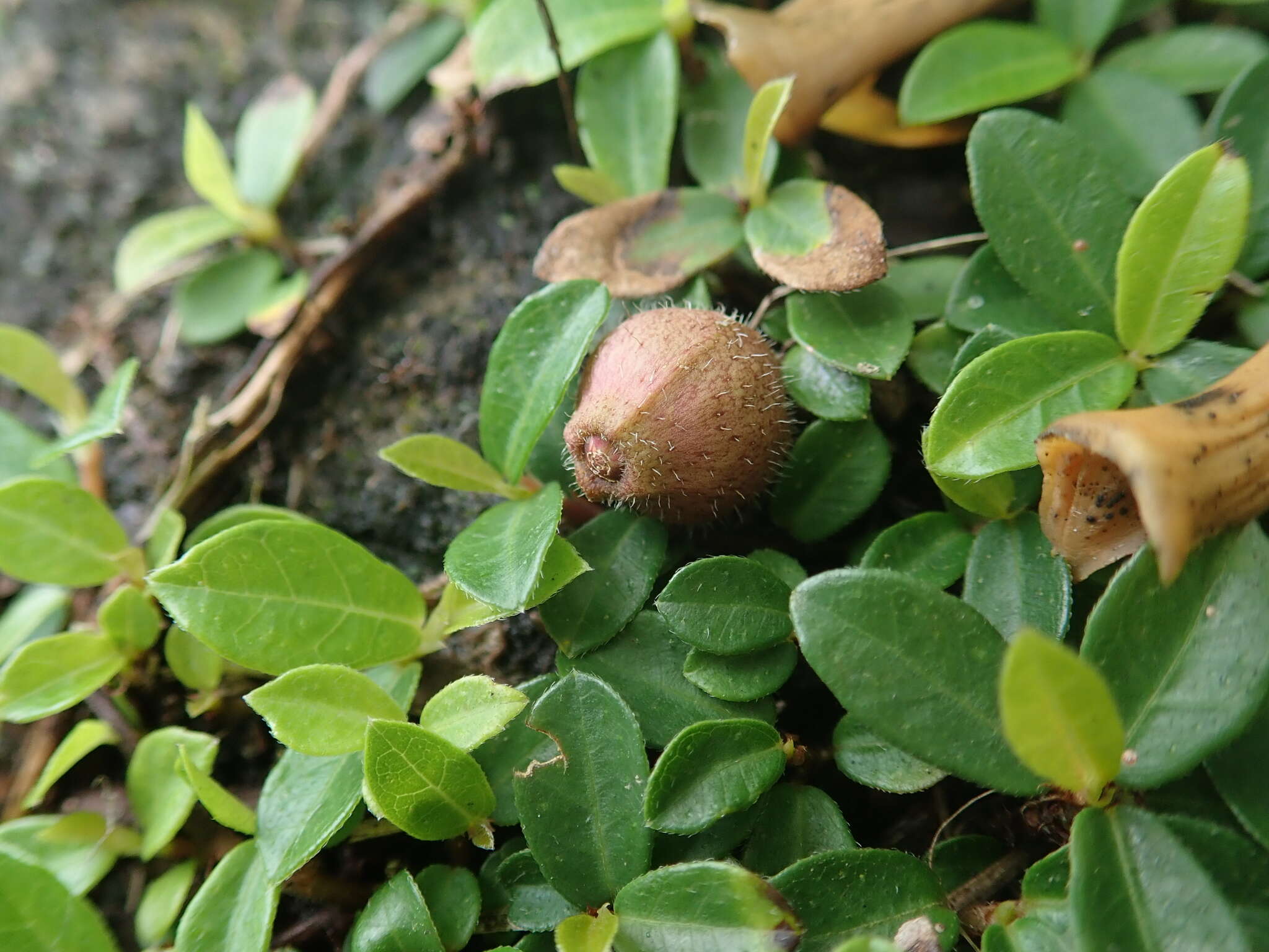 Image of Ficus vaccinioides Hemsl. & King ex King