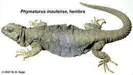 Image of Phymaturus loboi Troncoso-Palacios, Ferri-Yáñez, Laspiur & Aguilar 2019