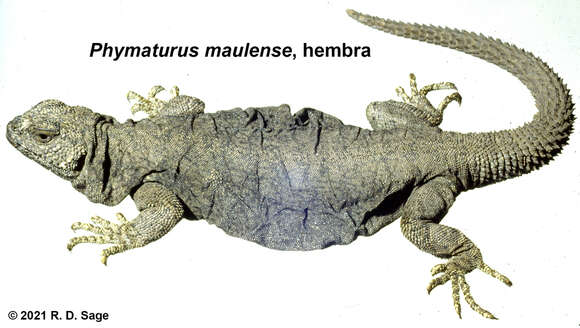 Image of Phymaturus loboi Troncoso-Palacios, Ferri-Yáñez, Laspiur & Aguilar 2019