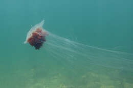 Image of lion’s mane