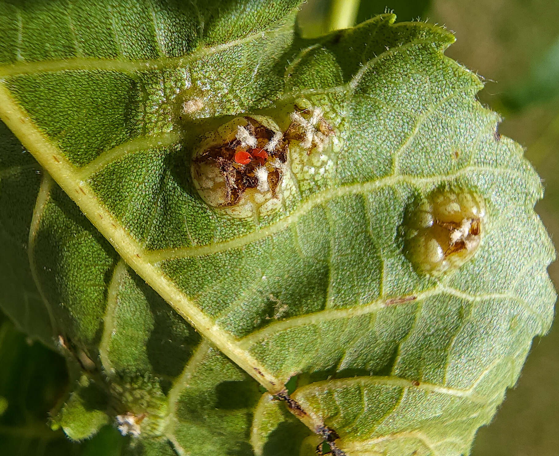 Image of Phylloxera russellae Stoetzel 1981