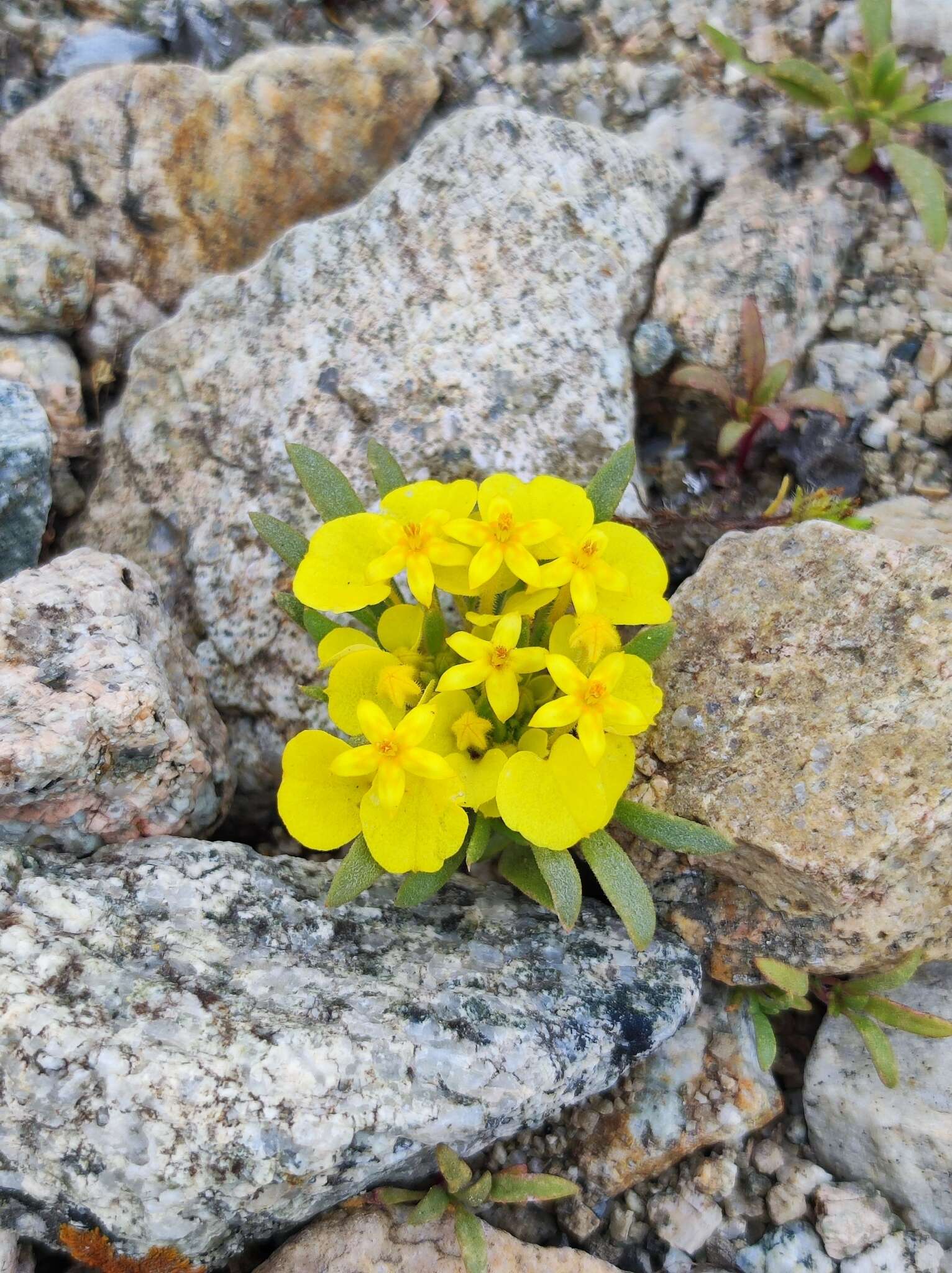 Image of Cruckshanksia pumila Clos