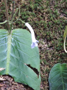 Image of Streptocarpus solenanthus Mansf.