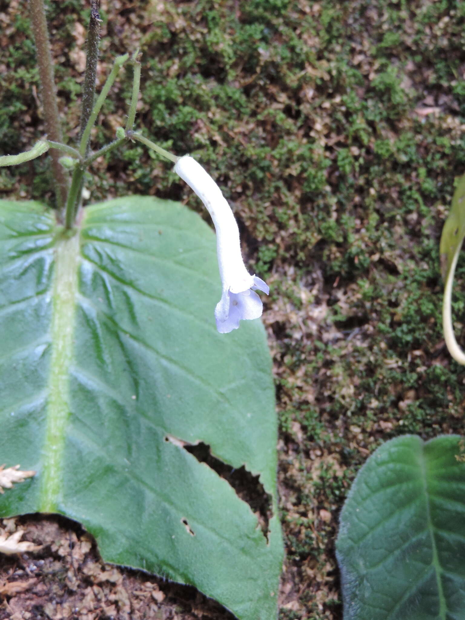 Sivun Streptocarpus solenanthus Mansf. kuva