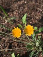 Image of Dwarf dandelion