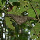 Слика од Polybioides melaina (Meade-Waldo 1911)