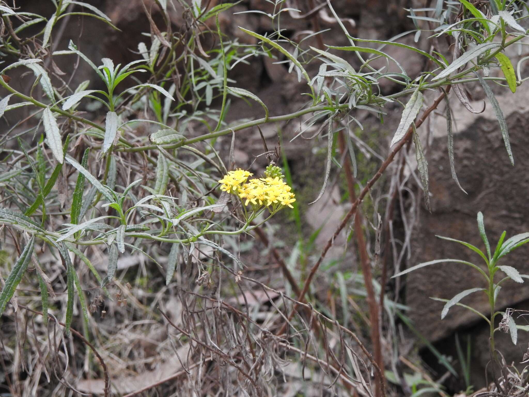 Image of <i>Senecio <i>linearifolius</i></i> var. linearifolius