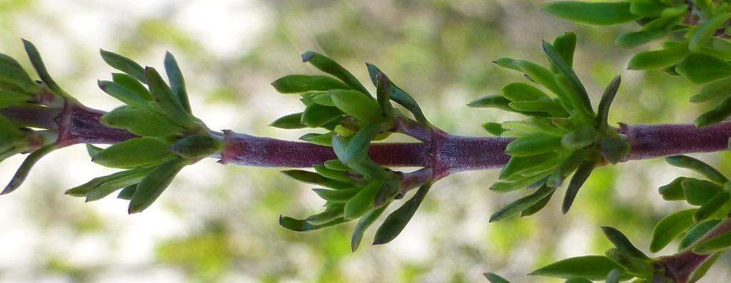 Image of Anthospermum spathulatum subsp. spathulatum