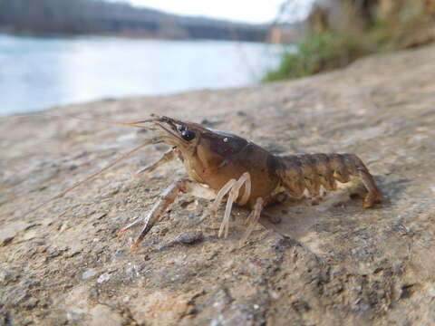 Image of Procambarus spiculifer (Le Conte 1856)