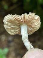 Image of Entoloma abbreviatipes (Largent) Noordel. & Co-David 2009