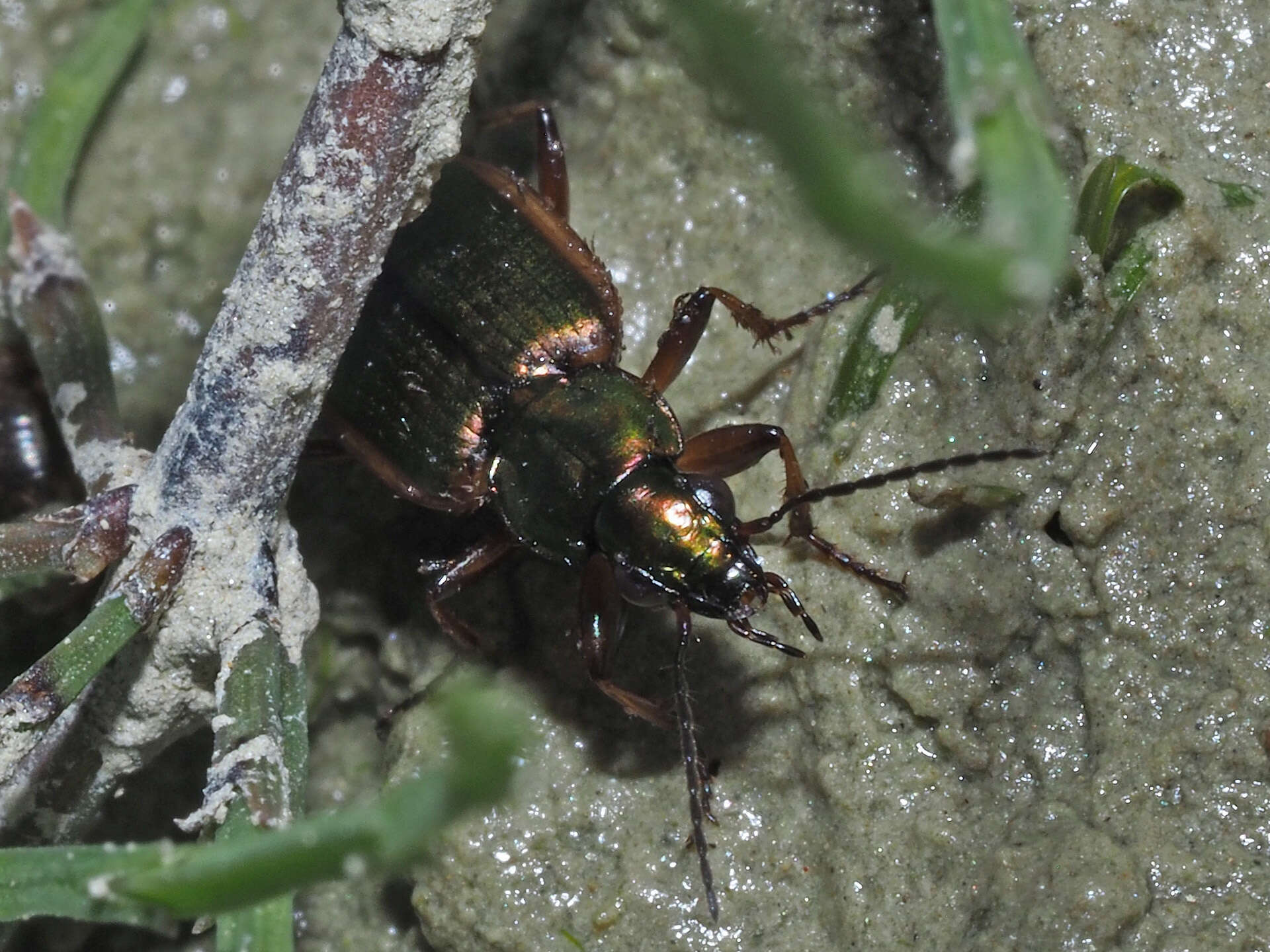 Image of Agonum (Agonum) marginatum (Linnaeus 1758)