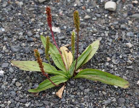 Imagem de Plantago depressa Willd.