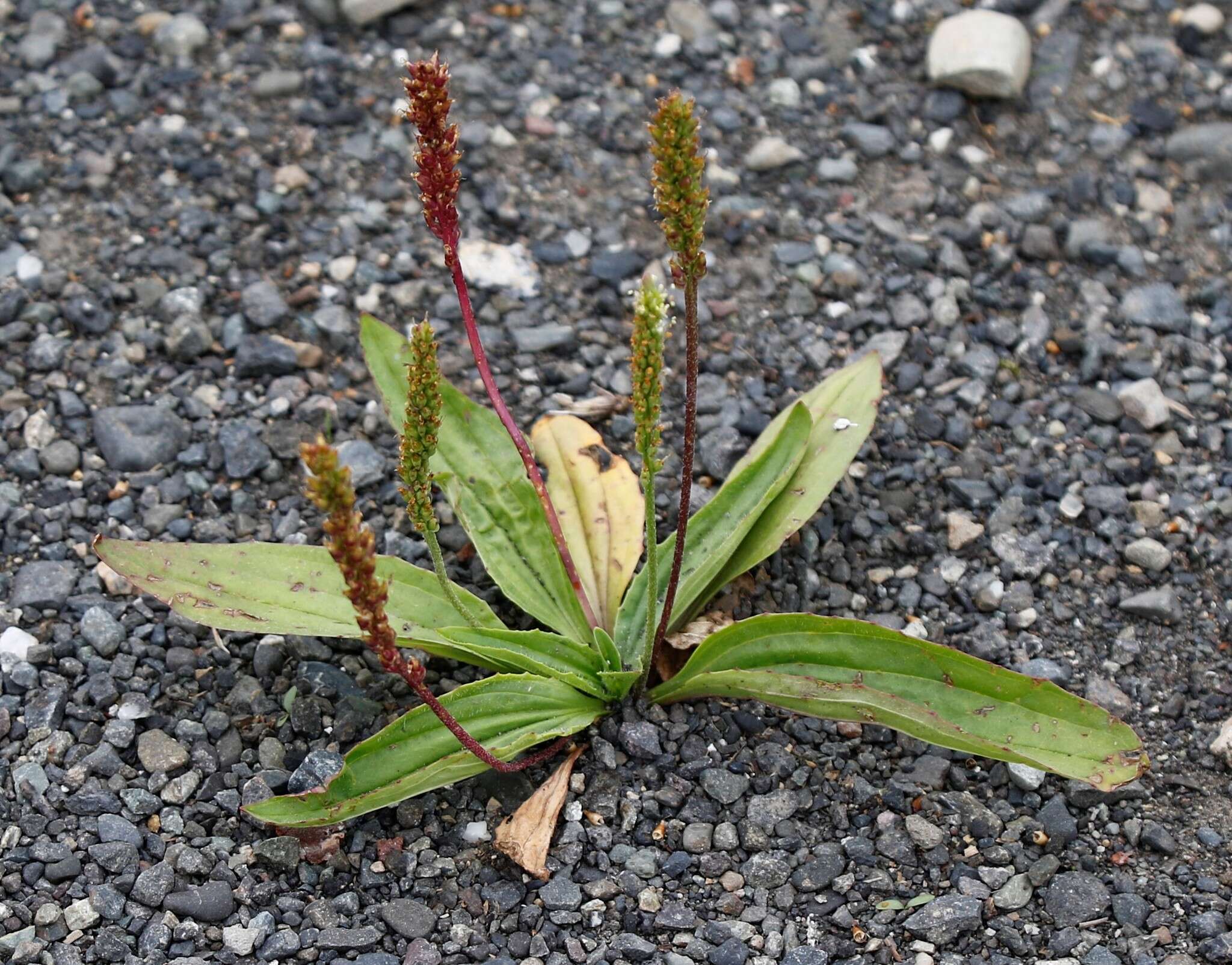 Image of Plantago depressa Willd.