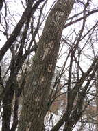 Image of Emerald ash borer