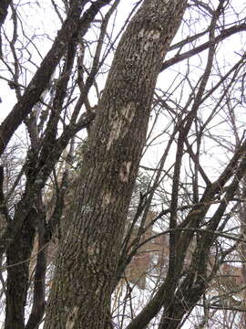 Image of Emerald ash borer