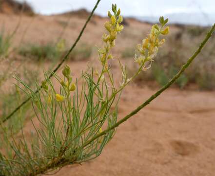 Image of Lebeckia ambigua E. Mey.