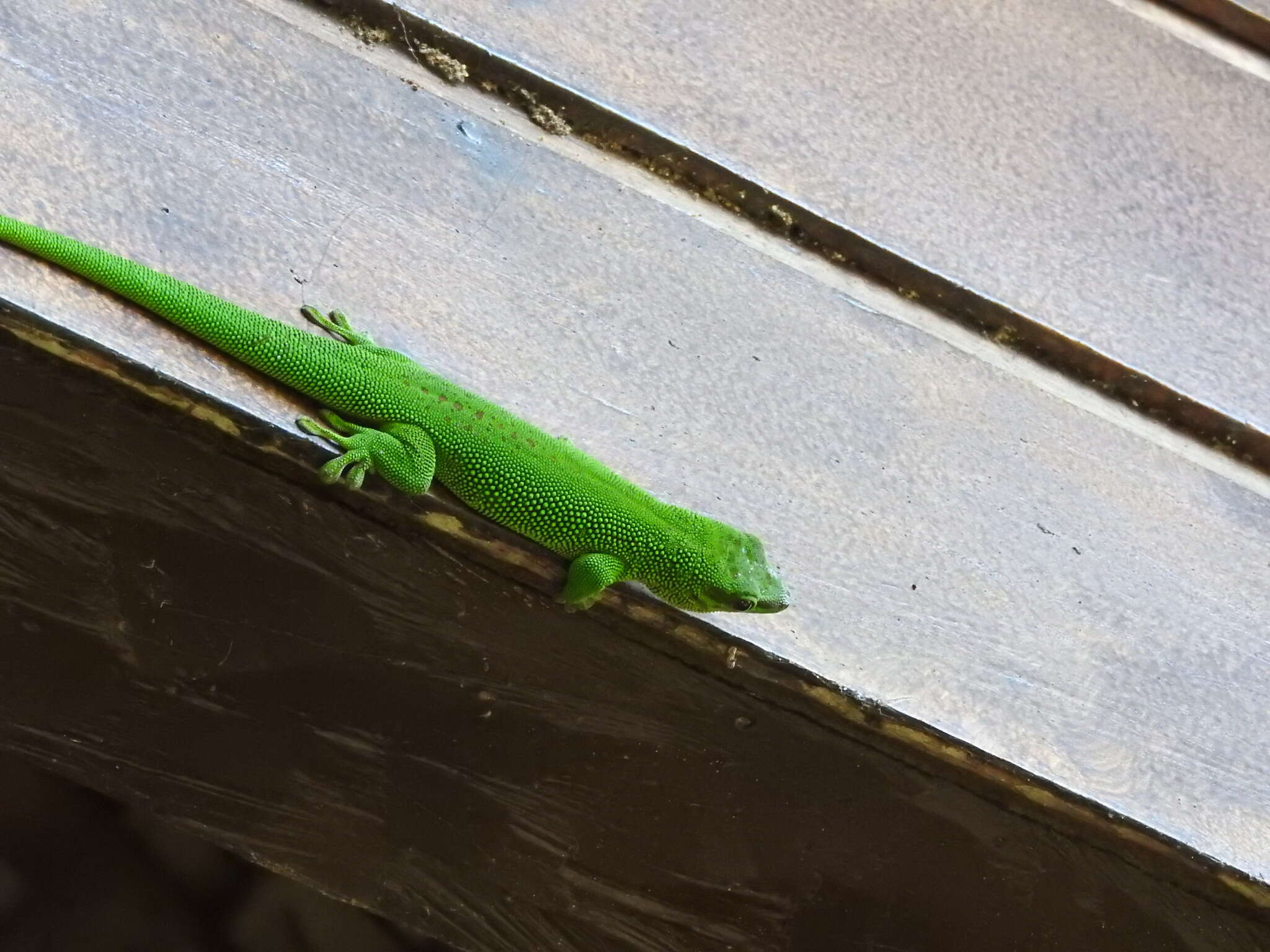 Plancia ëd Phelsuma madagascariensis Gray 1831