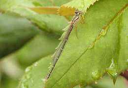 Image of Xanthagrion Selys 1876