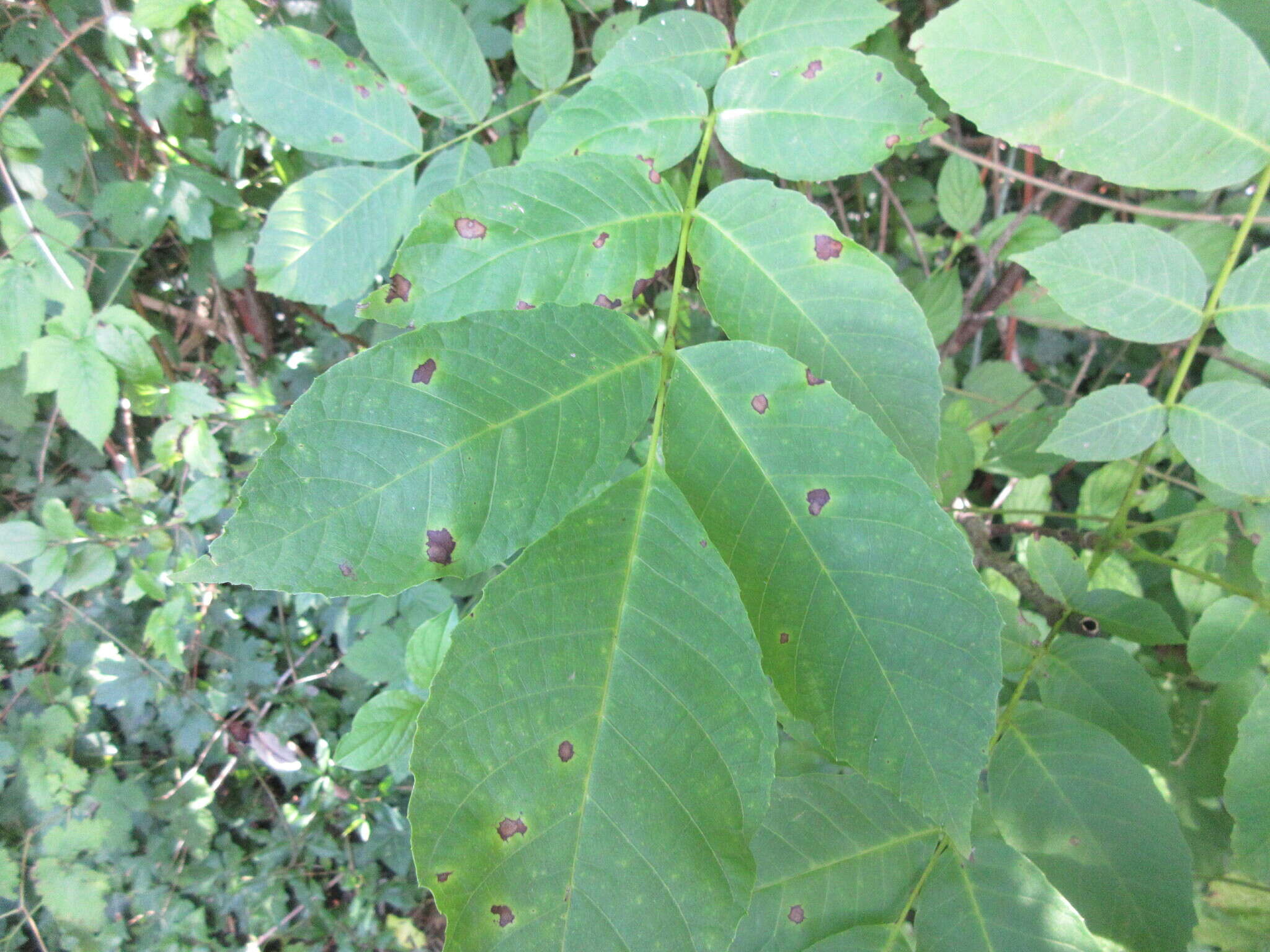 Ophiognomonia leptostyla (Fr.) Sogonov 2008的圖片